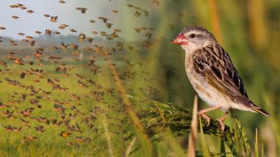 Composite image of the quelea bird and a flock of birds