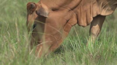 Cattle in Uganda