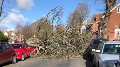 Fallen tree in Brighton