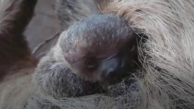 Sloth