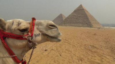 Camel in front of two pyramids