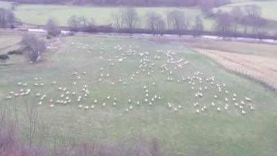 Sheep in a field