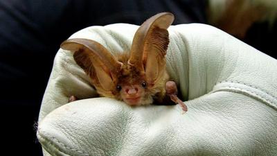 A brown long-eared bat