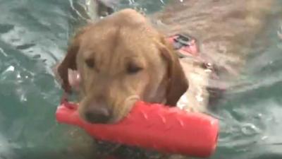 Labrador swimming