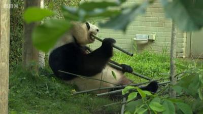 A giant panda