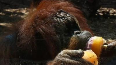 An orang-utan eating an ice lolly