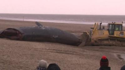 Whale corpse being moved by a bulldozer