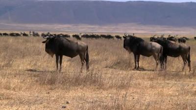 Wildebeest in Tanzania