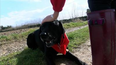 Pal the medical assistance dog