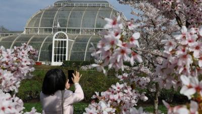 Blossom at Kew Gardens