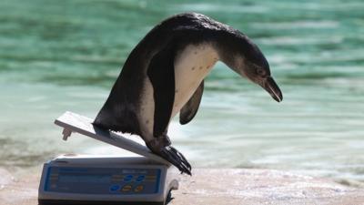 A Humboldt penguin