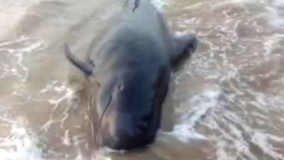 The short-finned pilot whale beached on an Indian beach.