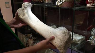 Elephant bone