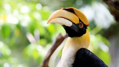 Hornbill