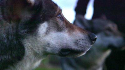 Two hybrid Wolves