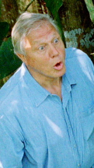 Attenborough on a ladder in shaded woodland, looking up and saying ‘boo’ to a sloth perched on a tree trunk