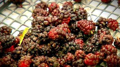 Mulberries