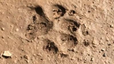 Wolf print in mud