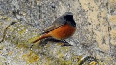 Eastern Black Redstart