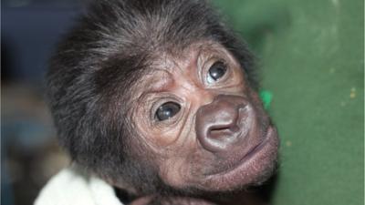 The western lowland gorilla which was born at Bristol Zoo after an emergency caesarean