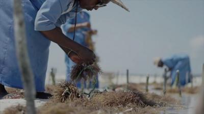 Seaweed farming in Zanzibar