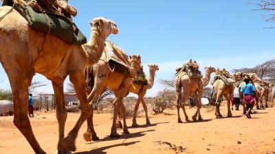 moving camel caravan