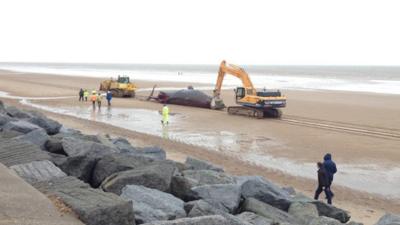 Dead whale being moved