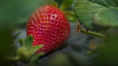 Strawberry close-up