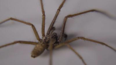 house spider