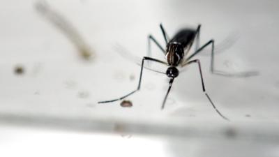 A file photo of a mosquito in a laboratory