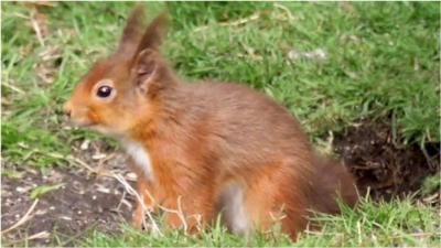 The young animals are making the most of the sunshine at Wallington by going searching for food.