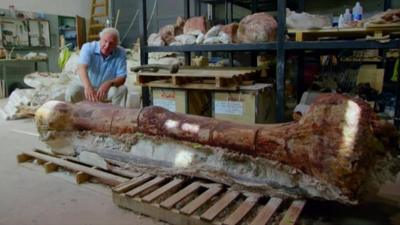 Bone of a titanosaur