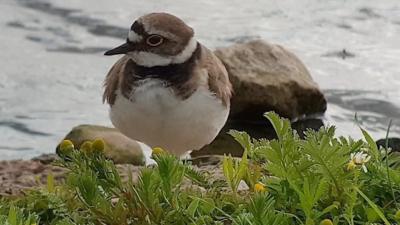 Little Ringed Plover