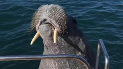 The one-tonne Arctic animal is now in waters off the Scilly Isles