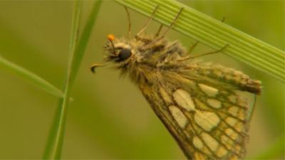 Chequered skipper butterfly