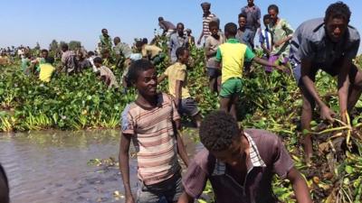 People clearing weed in Lake Tana