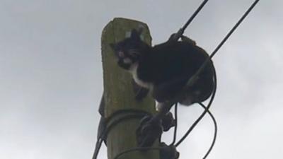 The semi-feral male spent 24 hours at the top of the 9m (30ft) pole.