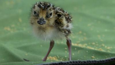 Spoon-bill sandpiper chick