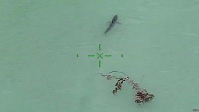 Shark as seen from helicopter off California coast