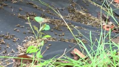 Dead bees at Flowertown Farm