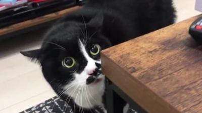 cat peaking out from behind a coffee table