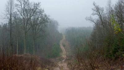 Path through forest