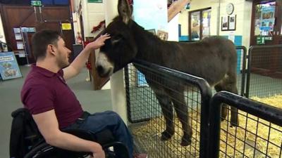 Donkey therapy