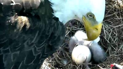 Bald eagle hatching