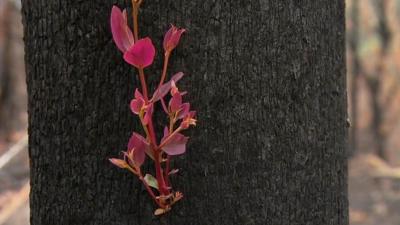 A colourful plant springs from a fire-charred tree