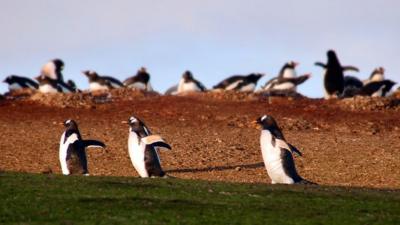 Penguins