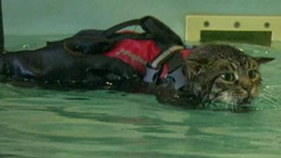 Buddy the cat in a hydrotherapy pool