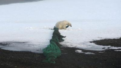 A polar bear and fishing net