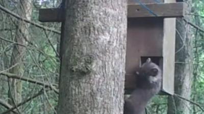 A pine marten