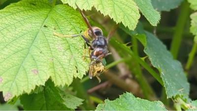 An Asian hornet eating a wasp